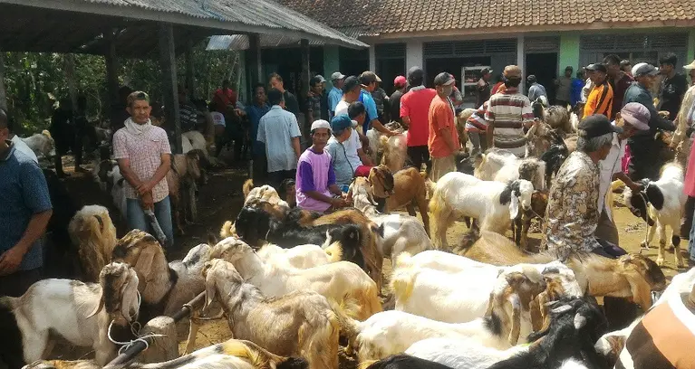 Kebaikan dan Filosofi di Balik Berkurban: Pelajaran Hikmah dari Idul Adha